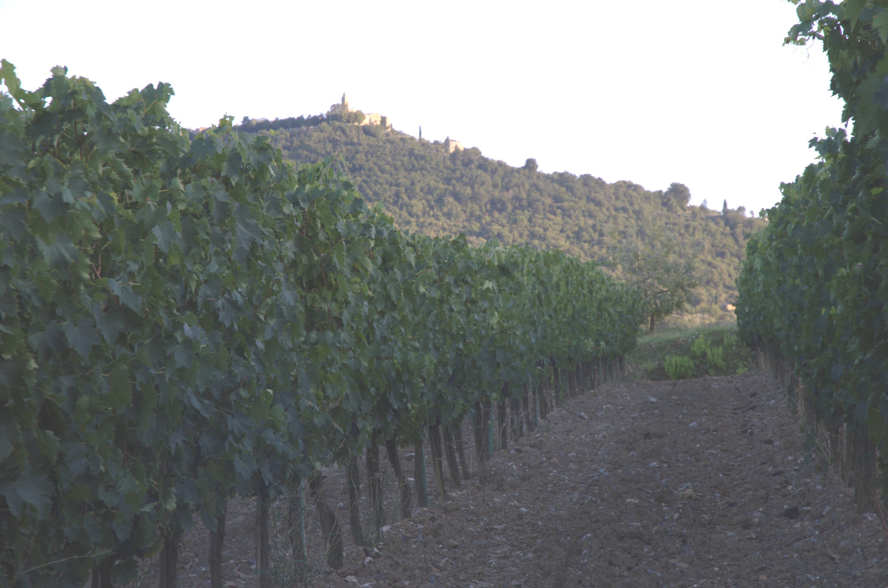 Baricci's Montosoli vineyard