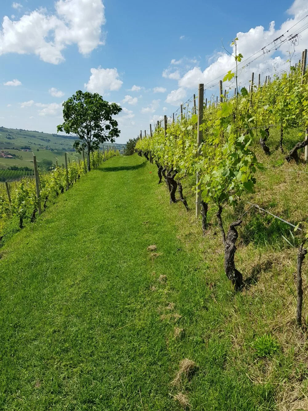 Barolo 2019 vintage report Kerin O'Keefe KOwine