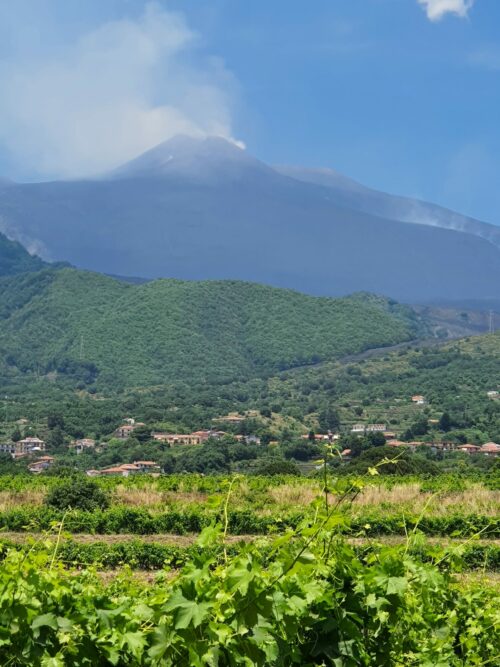 Etna Bianco Stunning Whites forged on the slopes of Europe s